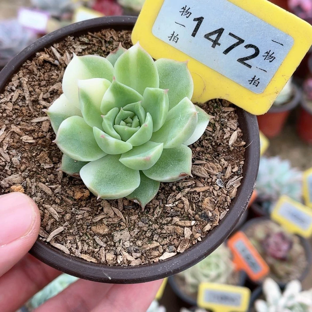 【闪购商品】1472号