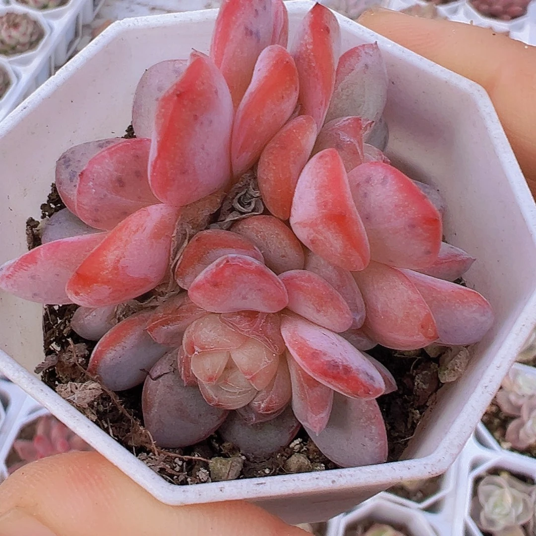 星星珍妮群19包邮