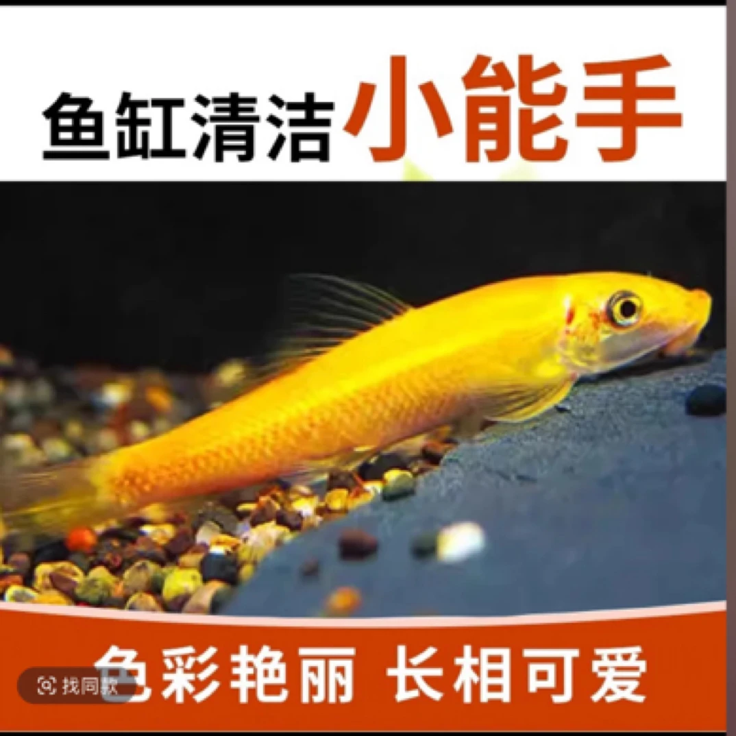 金苔鼠清缸小鱼4-6cm（入缸不包隔天不包）