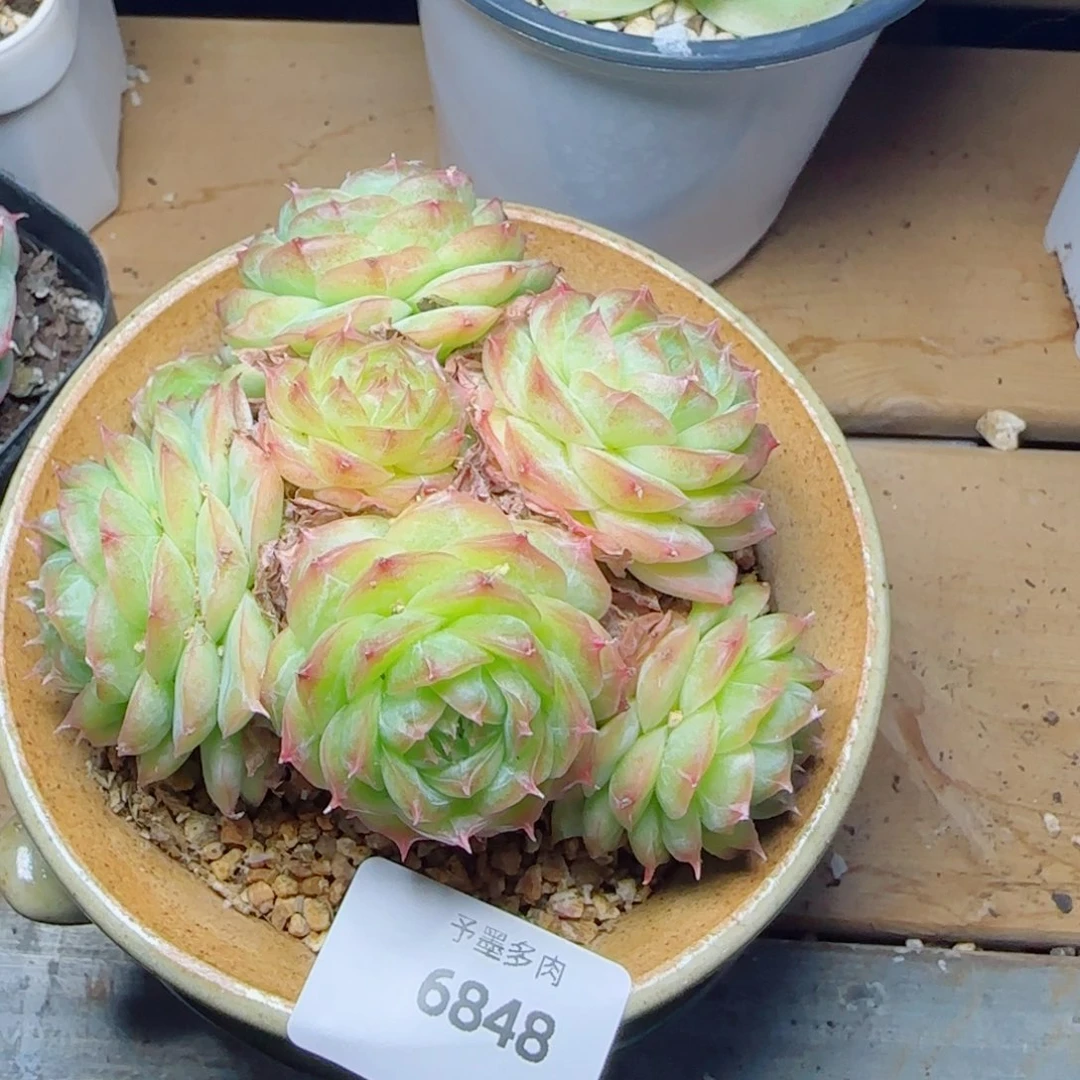 蔷薇珍妮群，6848多肉植物