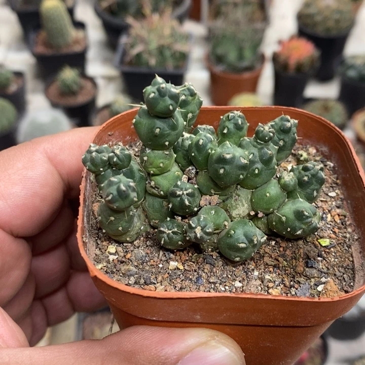 骑兵团扇特价福利