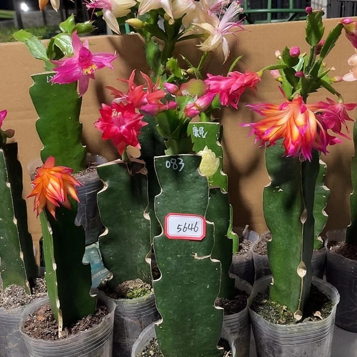 猜***猜当前无花朵，栽培后可花朵083