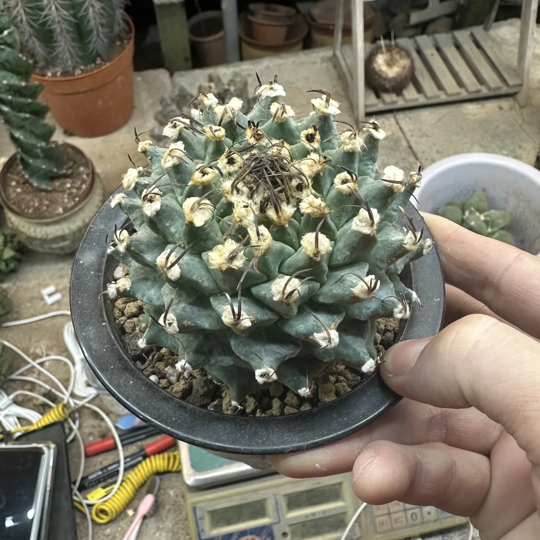 仙人球直播综合链接赤花娇丽