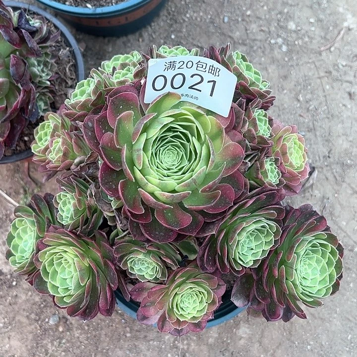 0021奶白多肉植物
