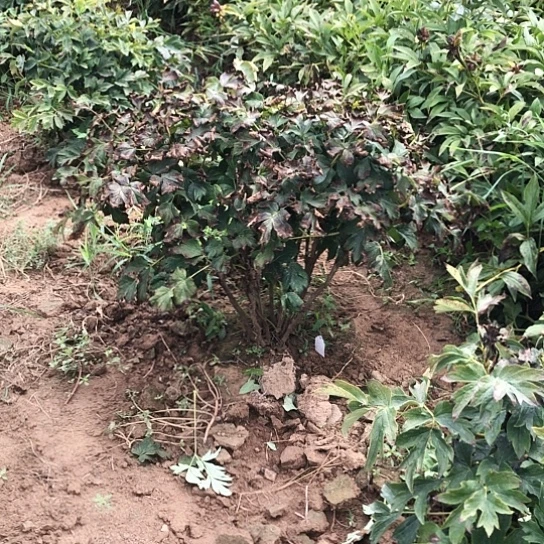 完全开放花二桥8535，8503，8115