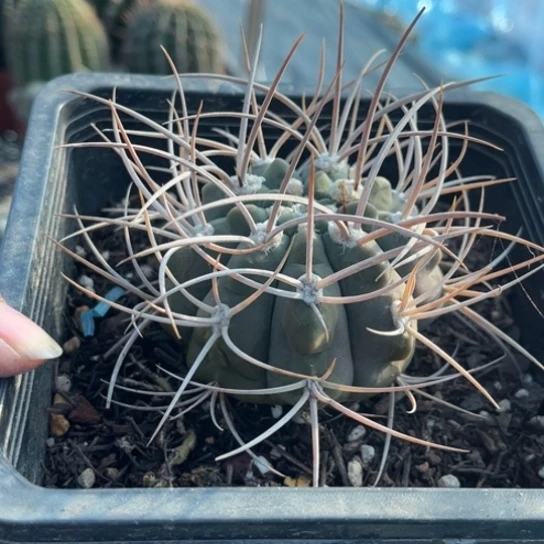 当前无花栽培后可以开花实生爆炸头光林玉