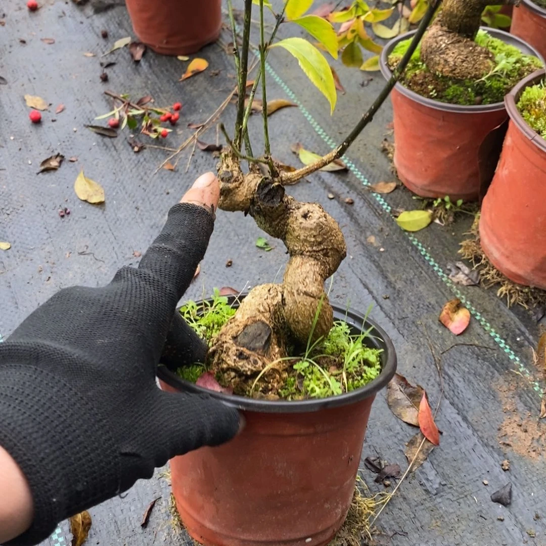 每***步无花朵盆景盆景25