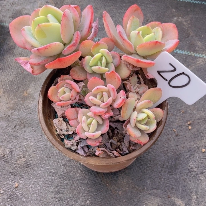 友家多肉一物一拍20