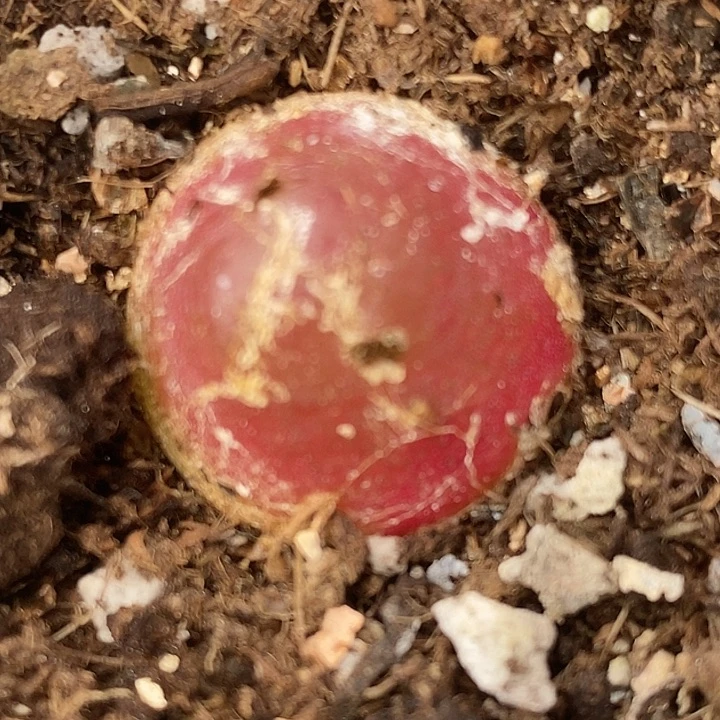 3051母本红灯泡一颗