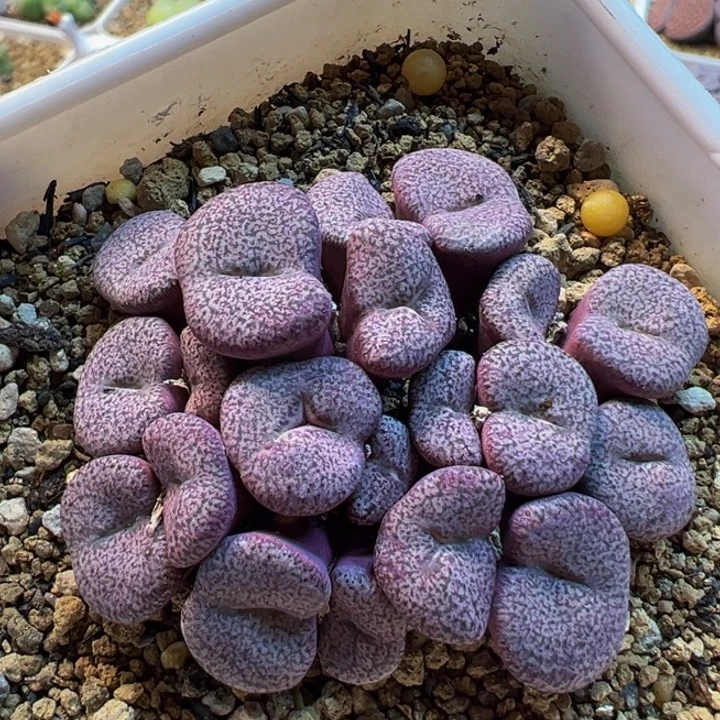 782多肉植物种类多样