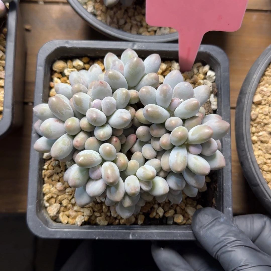 汤圆1111111111111111111111222