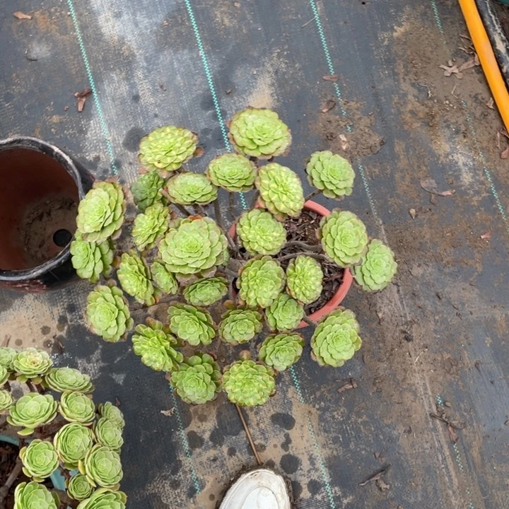 ﹏***╮980红铜壶中多肉植物多肉