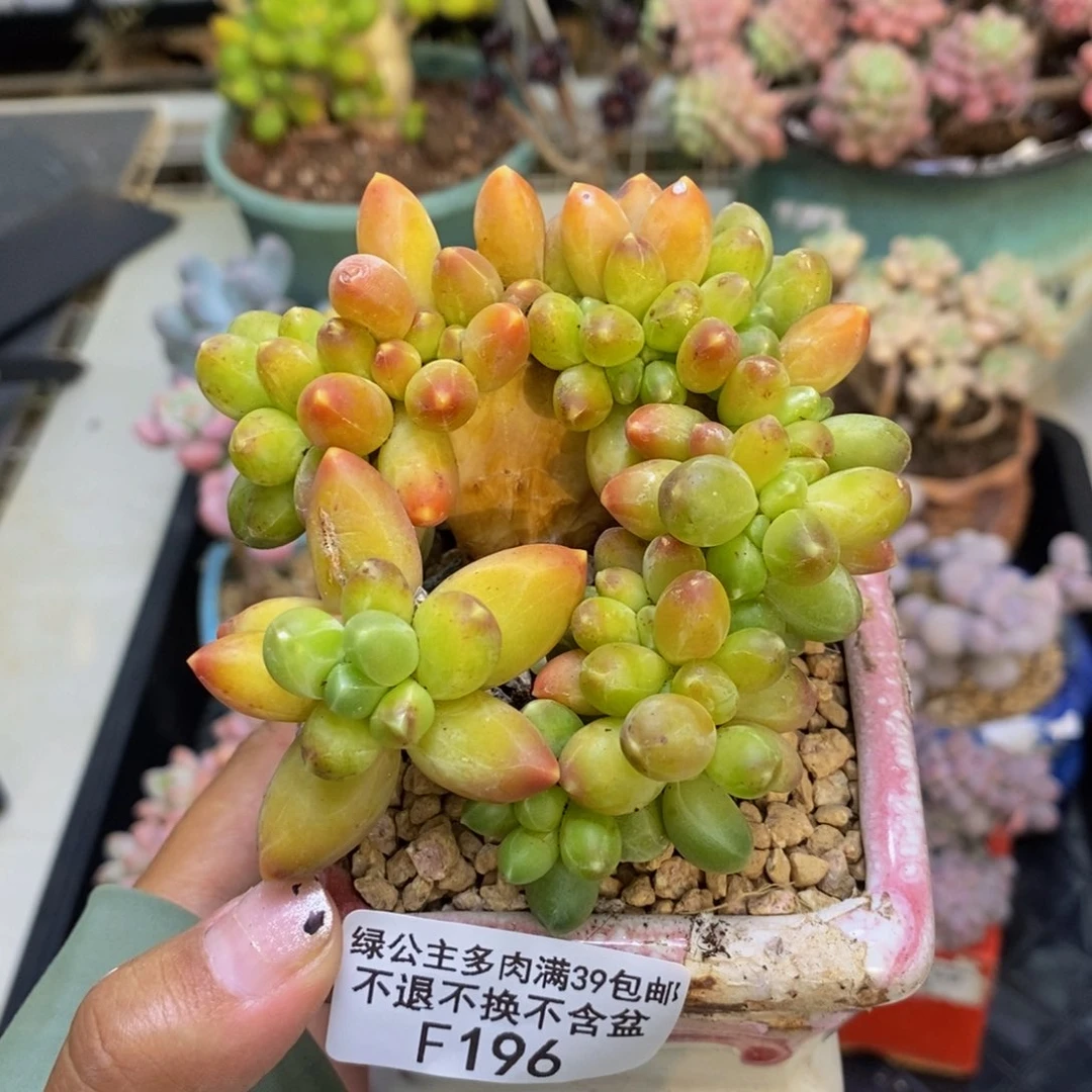 196香蕉树缀轻微掉叶泡沫打包
