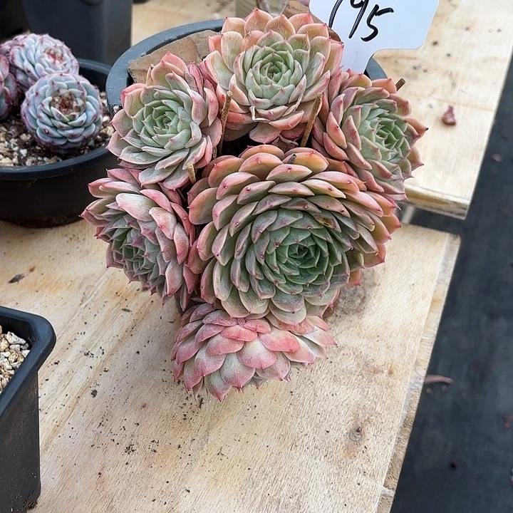 多肉植物，昂斯若195号
