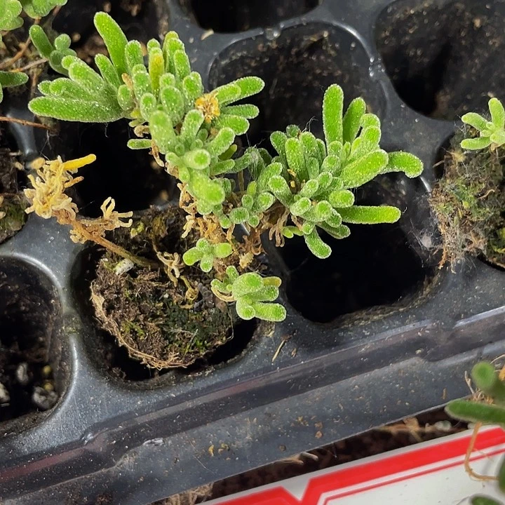 小枝干翻杏1元带土发