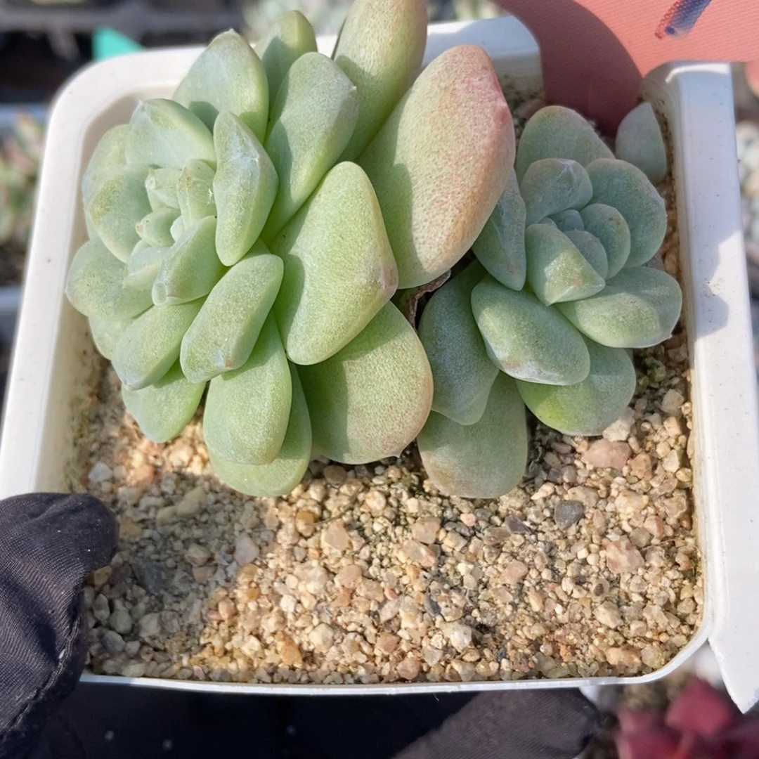 7207冰玉石化多肉植物
