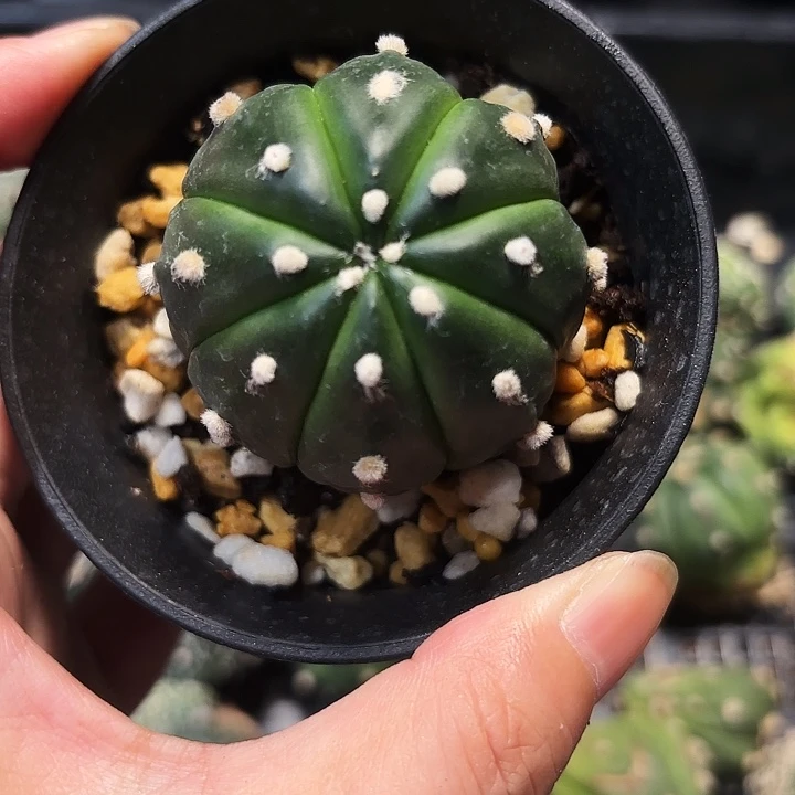 实生侧芽琉璃福袋