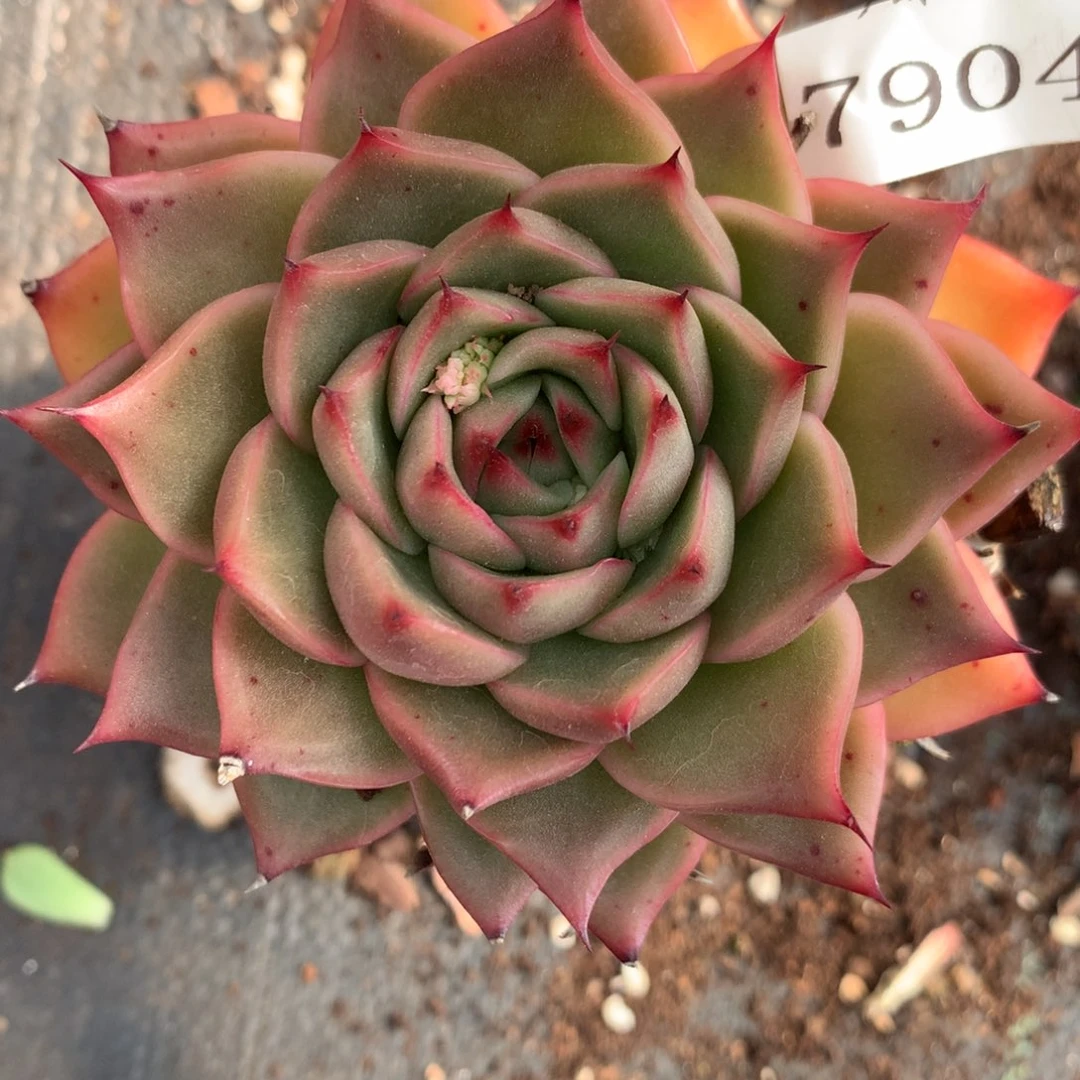 7904杂交多肉植物