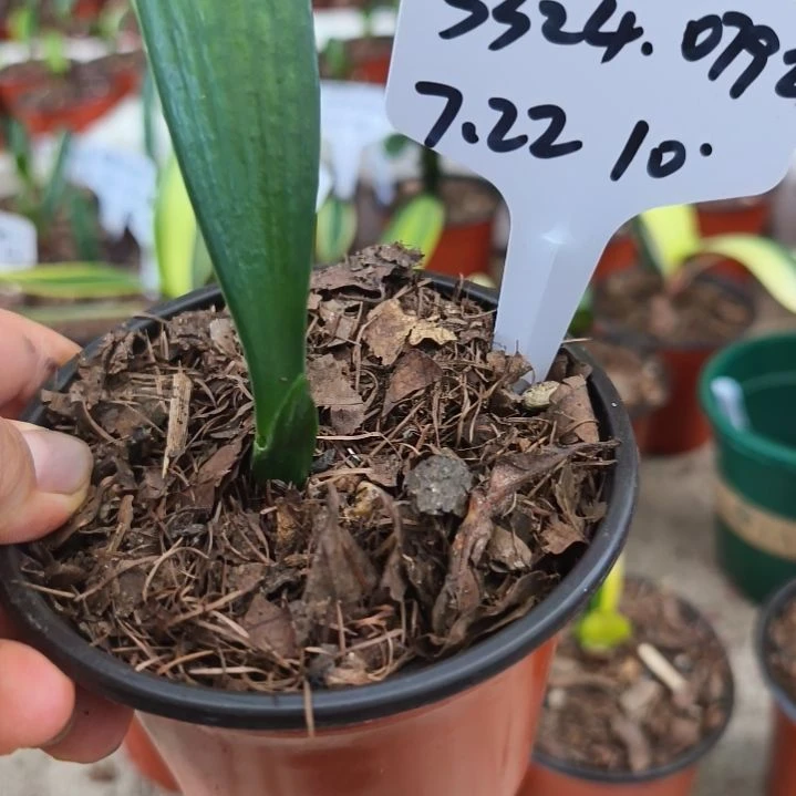 用***4当前无花栽培后可以开花帝王绿10