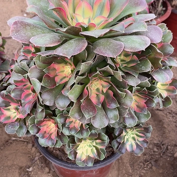 209香妃多肉植物的