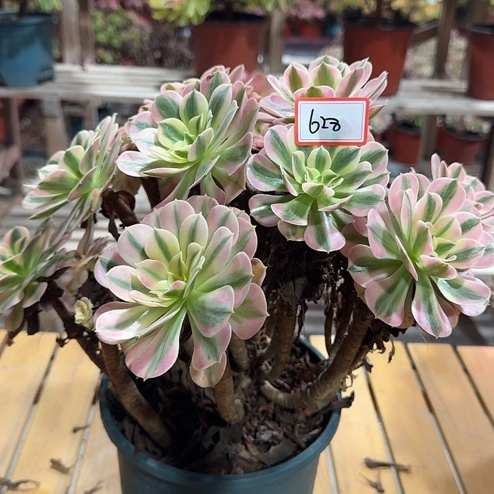 王***木多肉法师没售后628