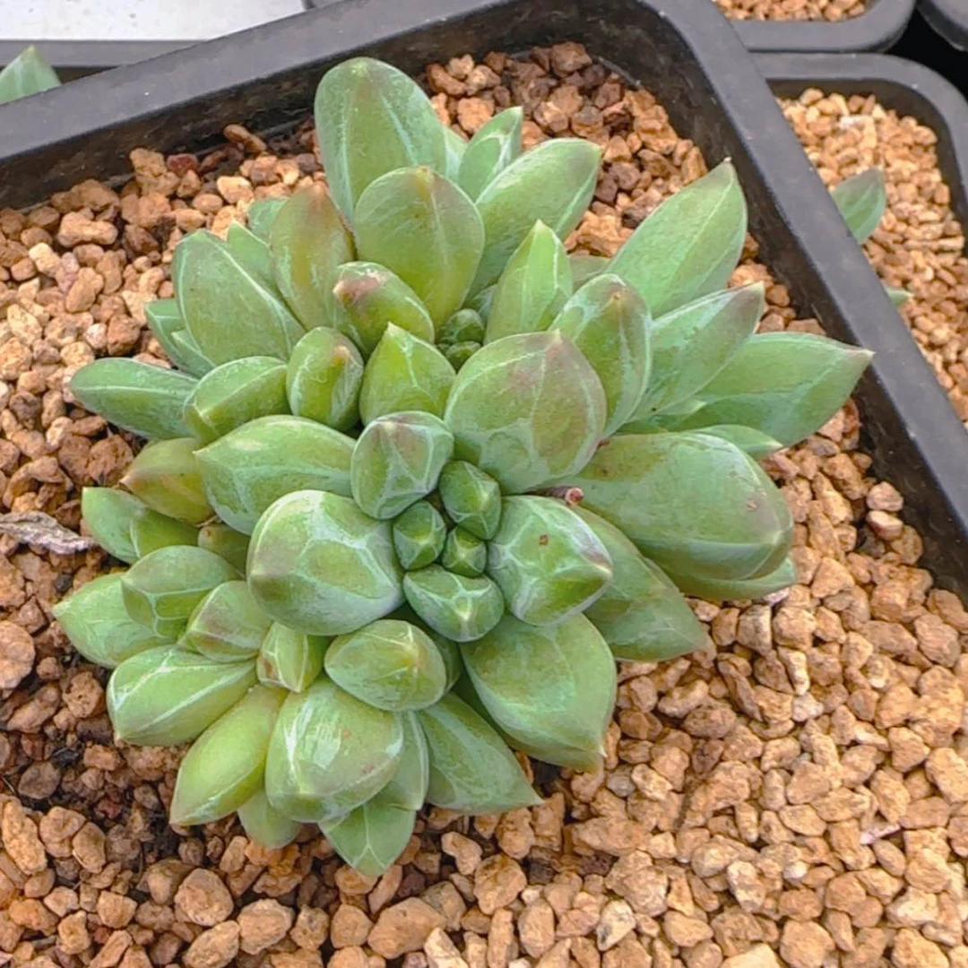 【闪购商品】多头重楼