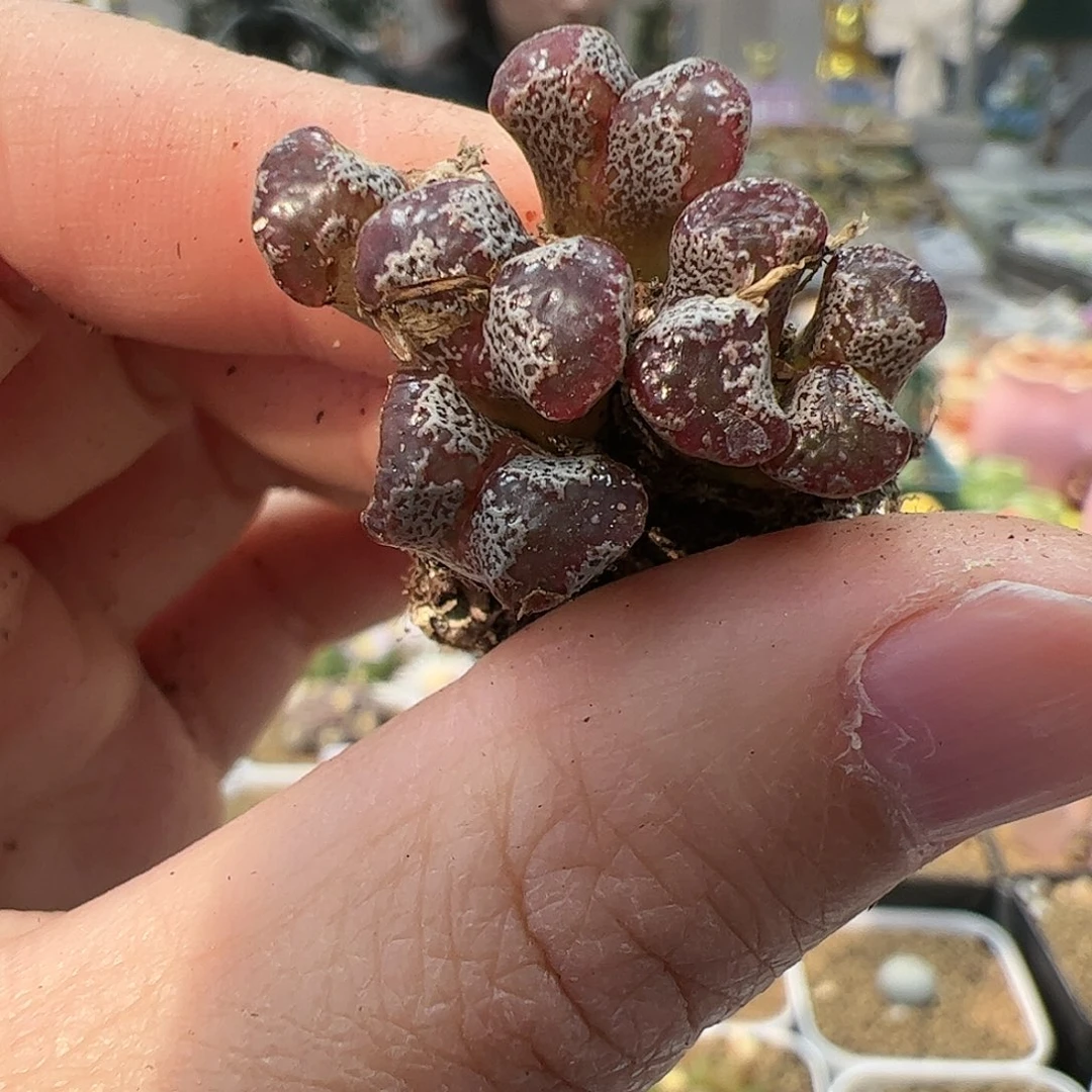 【闪购商品】179 虫啃