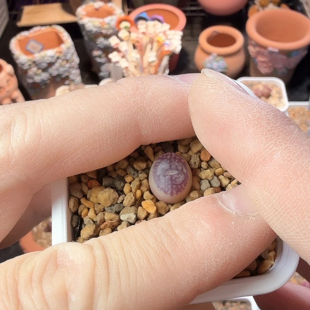 我****肉dy3 我的心肝 韩国s p