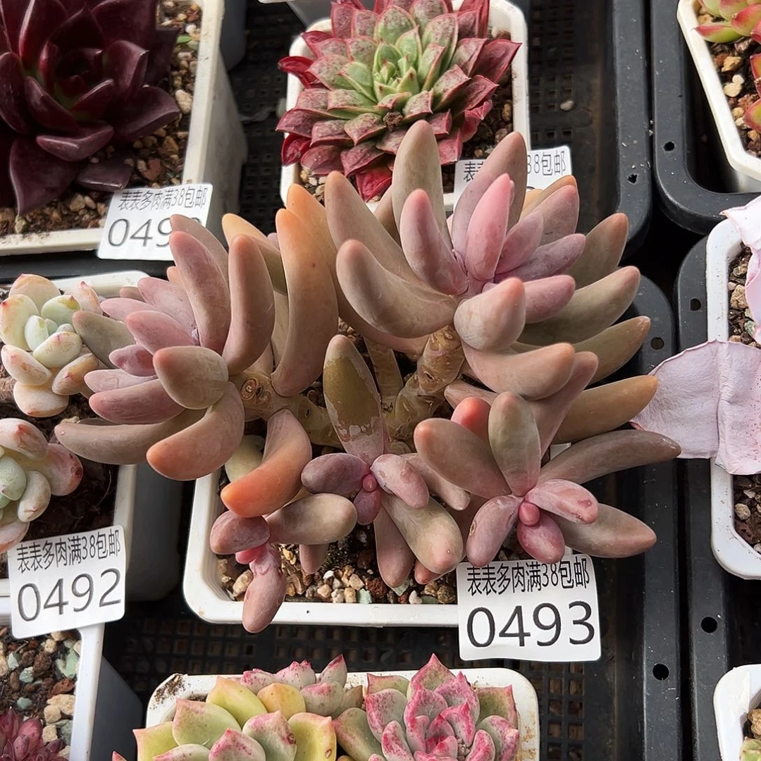 多肉一物一拍植物0493