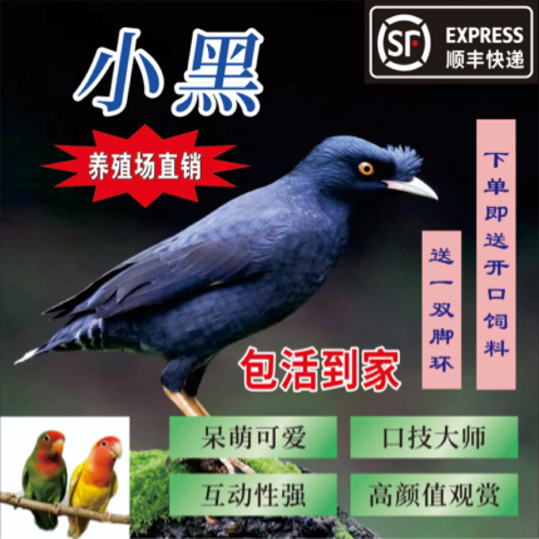 人工繁育小黑八鹦鹉活体宠物幼鸟