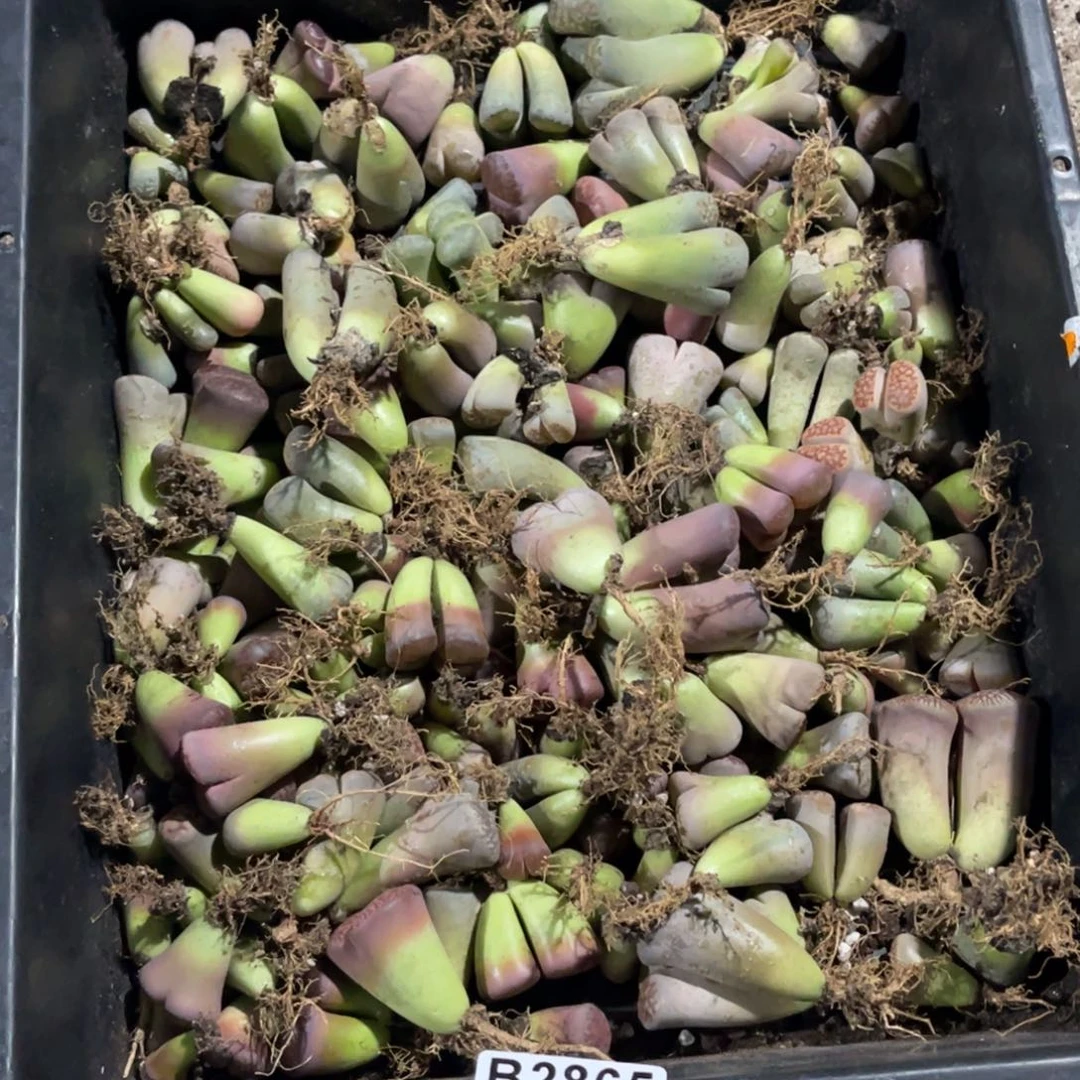 暴***…2865福利筐1不售后