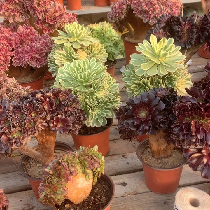 艳凝法师多肉法师一颗