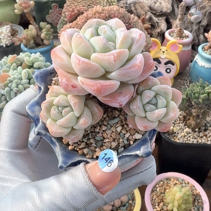 146 多肉含盆土 30元包邮➗偏远地区