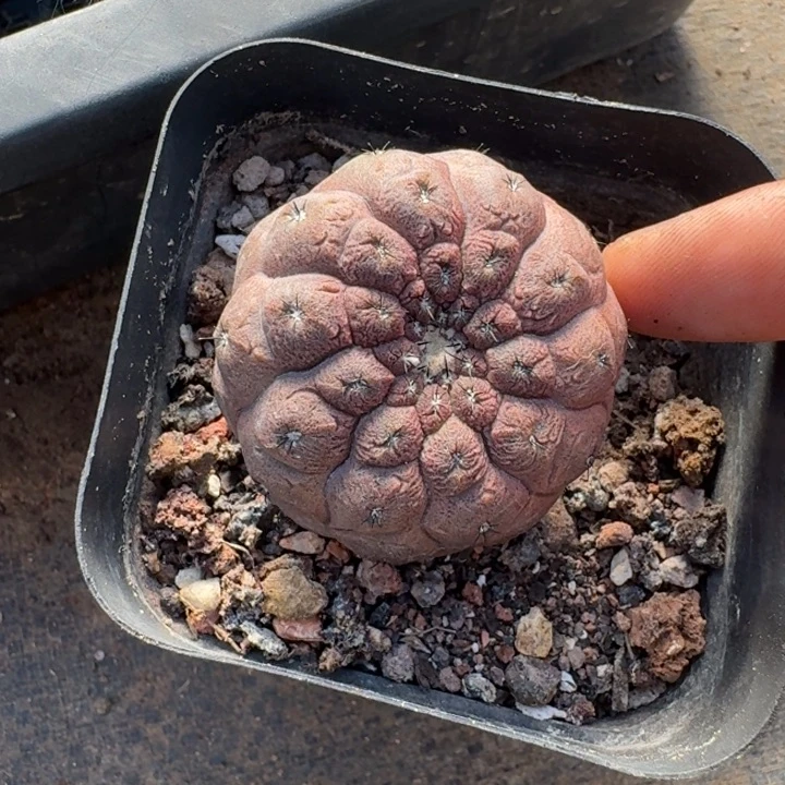 蜥蜴皮实生仙人球