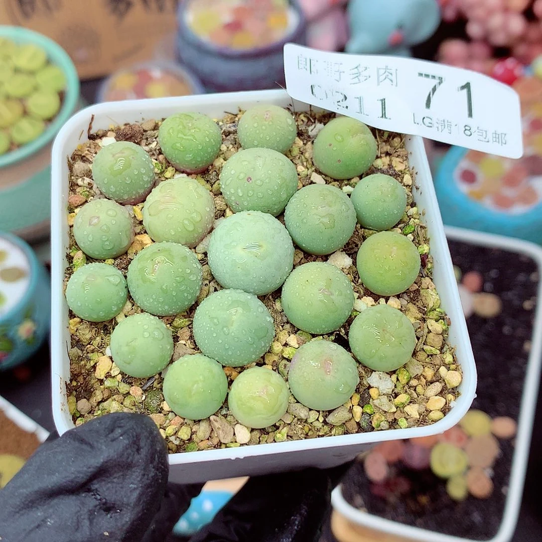 郎哥多肉生石花11-71