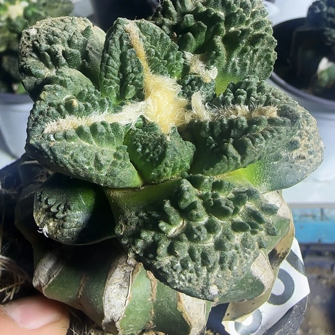 龟甲哥098仙人球开花