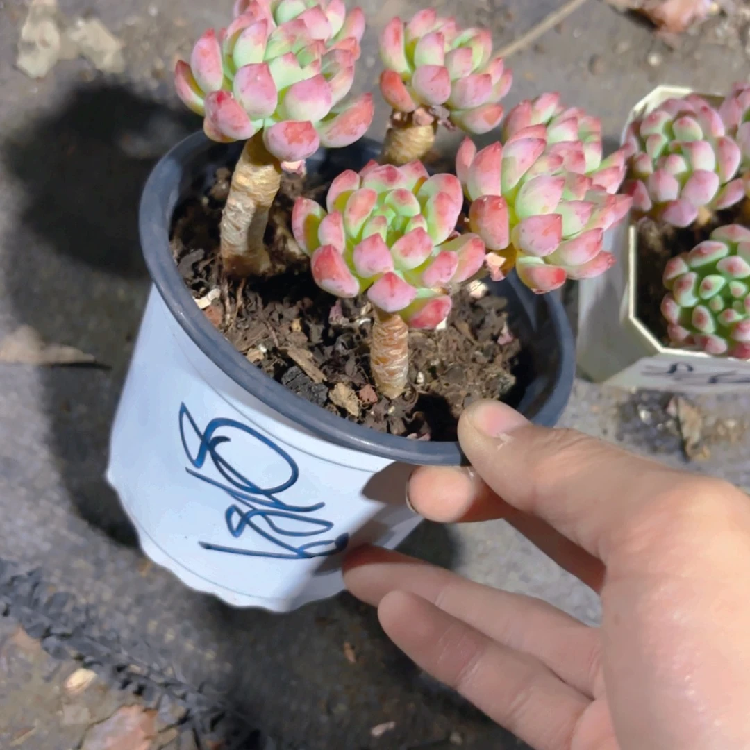 苏***苏11cm老桩蓝苹果新疆包邮