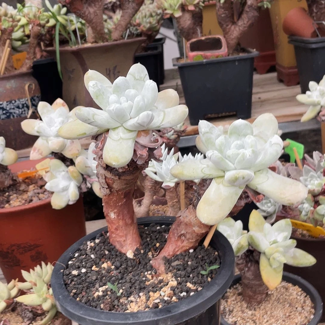 野生拇指帕奇飞图仙女杯