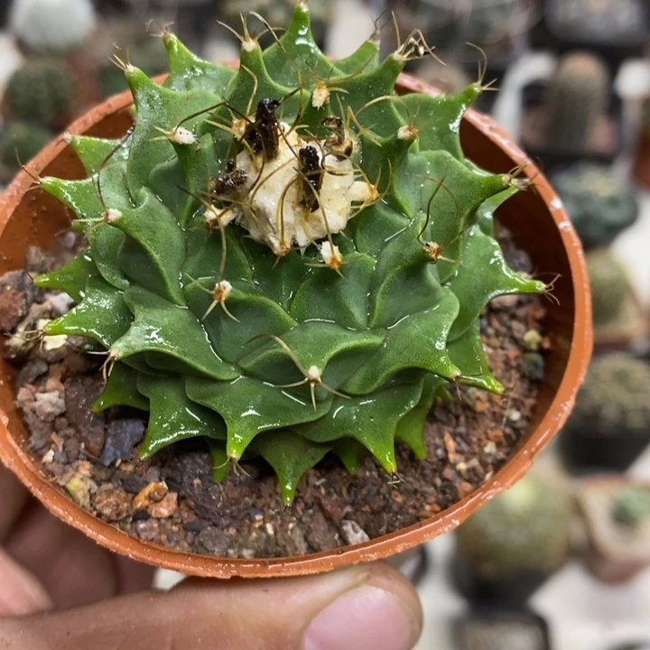 实生大号蒂冠特价