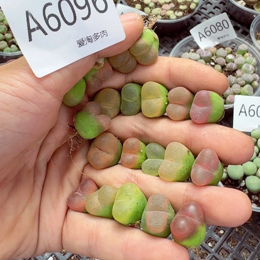 6096—生石花 生石花