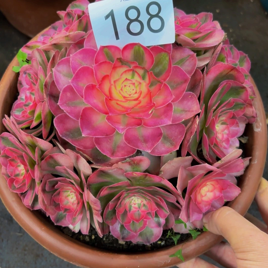 188多肉植物倾城特价