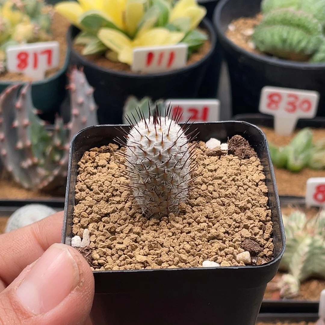 直刺佩雷仙人球 带盆土包邮