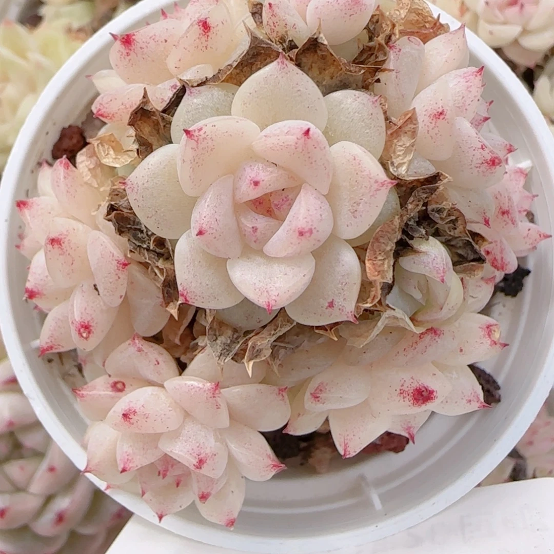 *****花语多肉0104-134散魔仙