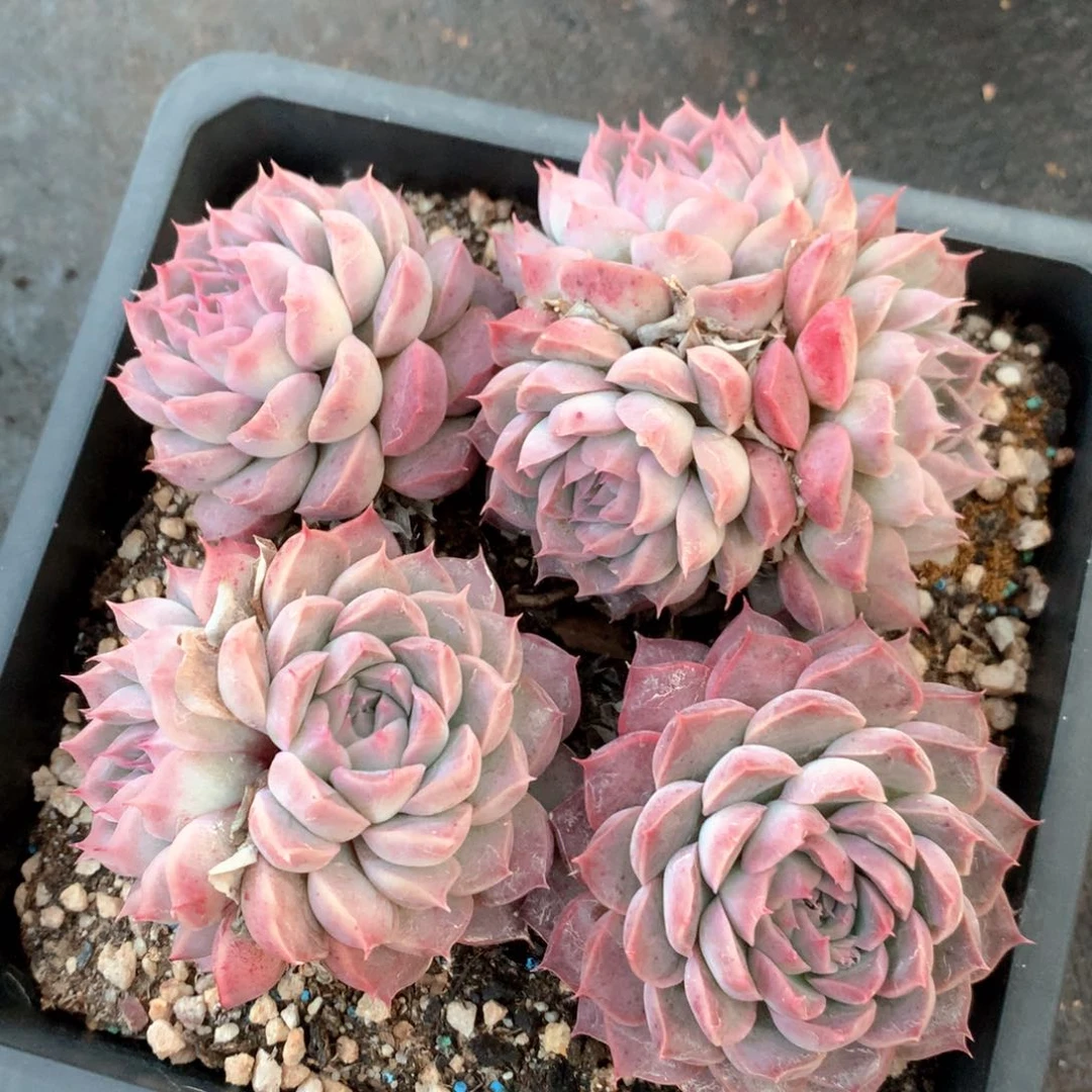 4405瑕疵不售后特价处理