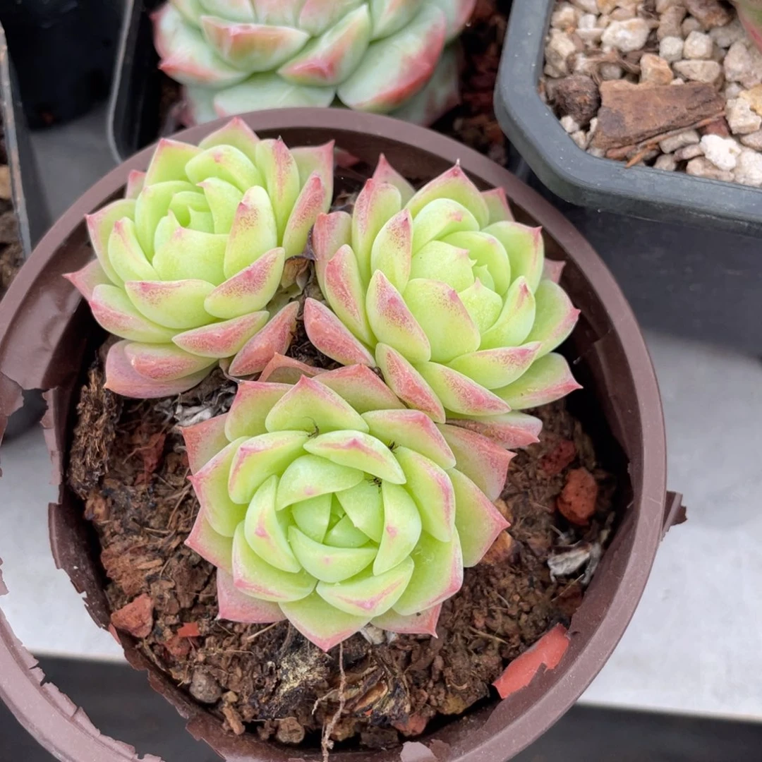 百媚三头群生满35包邮