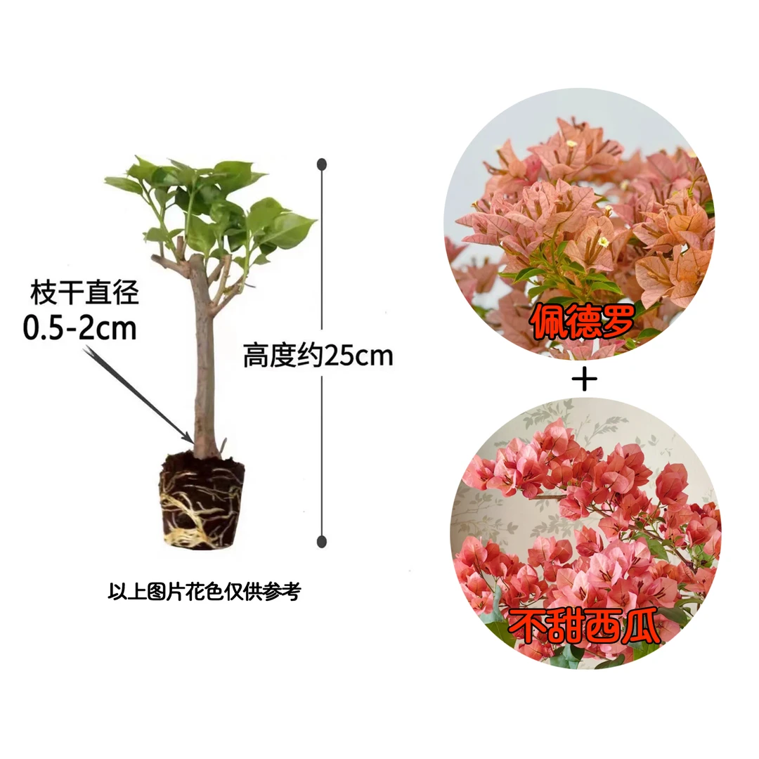 【佩德罗+不甜西瓜】到手2颗勤花耐热三角梅基地直邮不带花不带盆