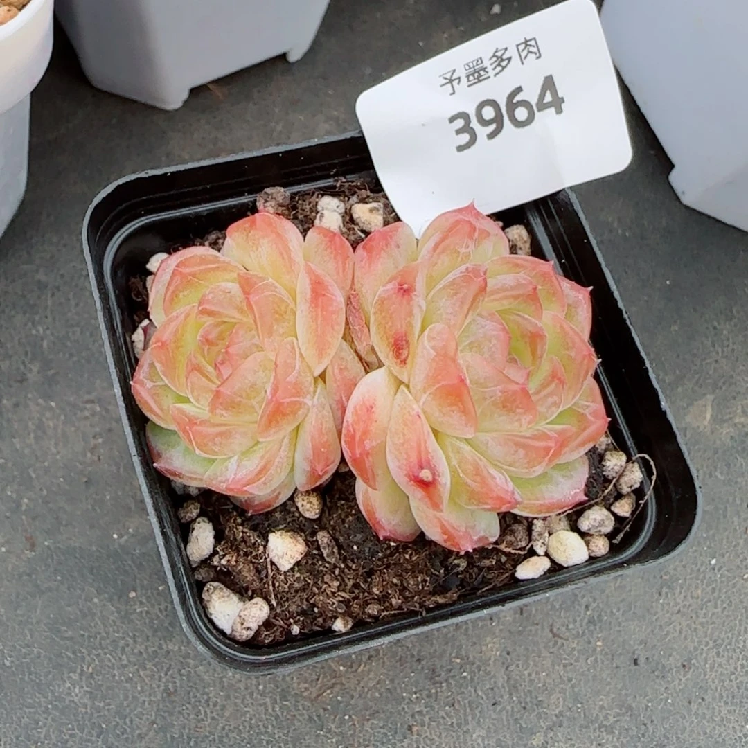 无尽灯，3964多肉植物