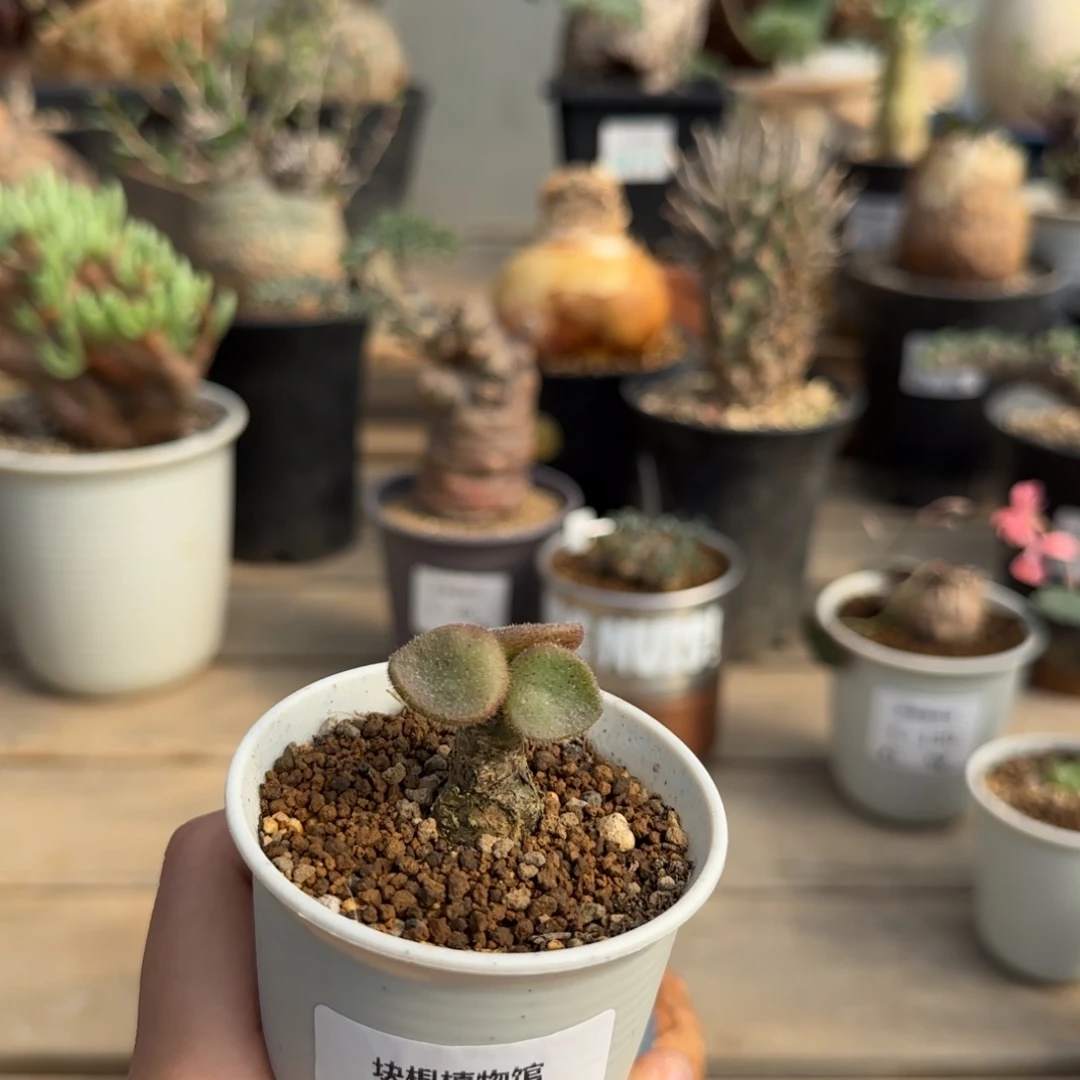 164薛辉奇峰锦满50包邮