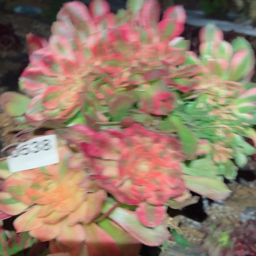 538 号多肉植物新年福利