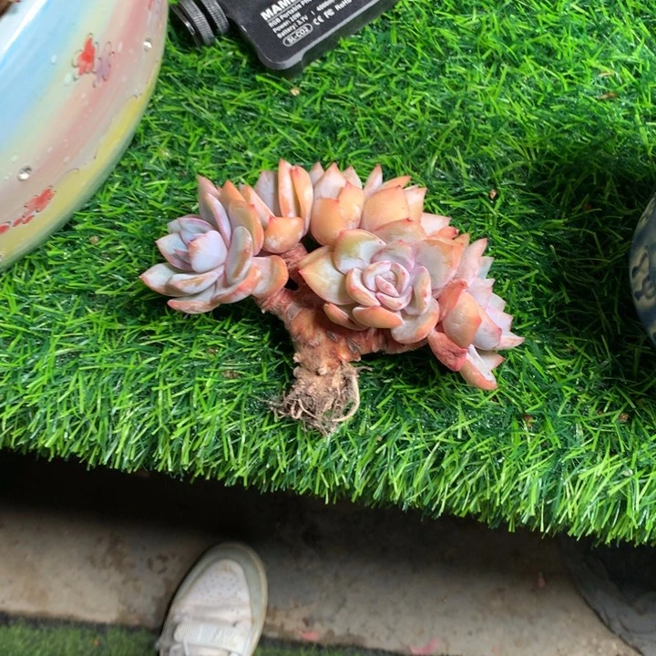 凤橙县树朵朵好看发货